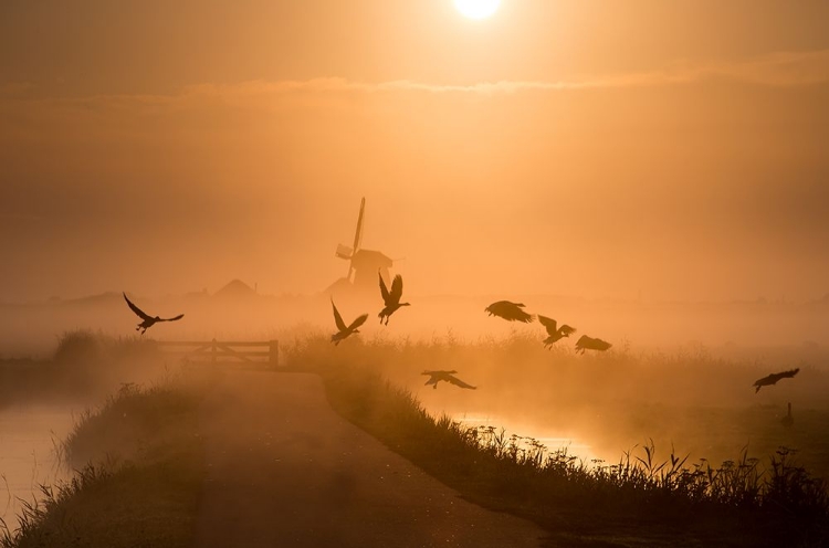 Picture of SUNRISE FLIGHT