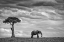 Picture of ELEPHANT LANDSCAPE