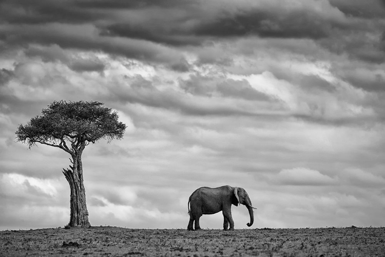 Picture of ELEPHANT LANDSCAPE