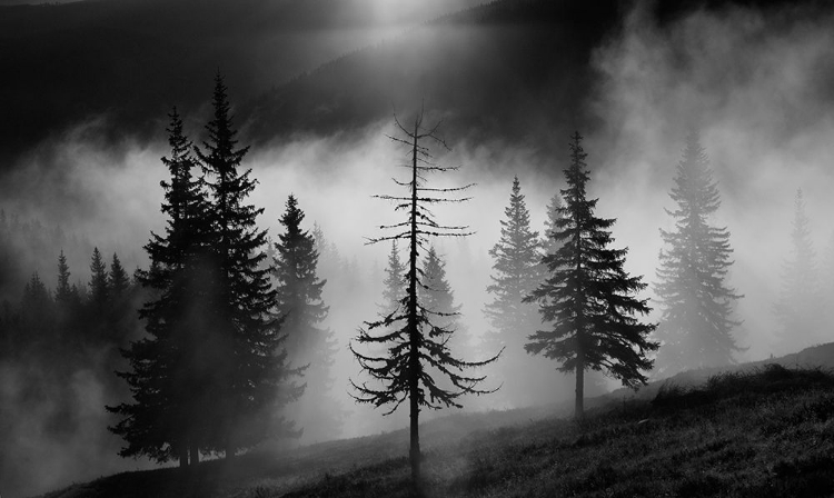 Picture of MISTY FOREST