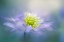 Picture of WINDFLOWER