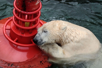 Picture of MY BUOY A MY MELON