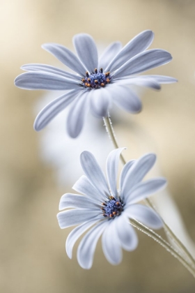 Picture of CAPE DAISIES