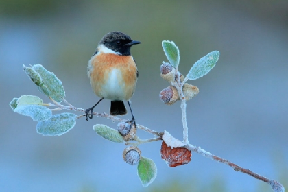 Picture of HARD WINTER