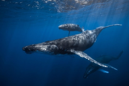 Picture of HUMPBACK WHALE FAMILYS