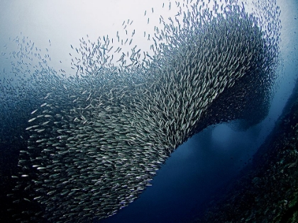 Picture of SARDINES TORNADO