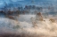 Picture of TREES IN THE EARLY MORNING FOG