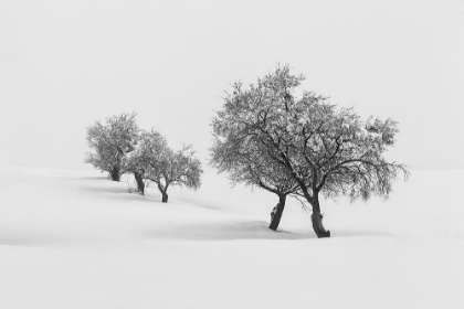 Picture of WHITE CARPET II