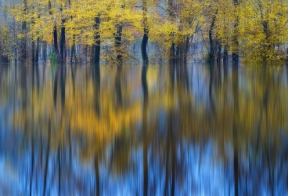 Picture of YELLOW REFLECTION