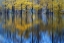 Picture of YELLOW REFLECTION