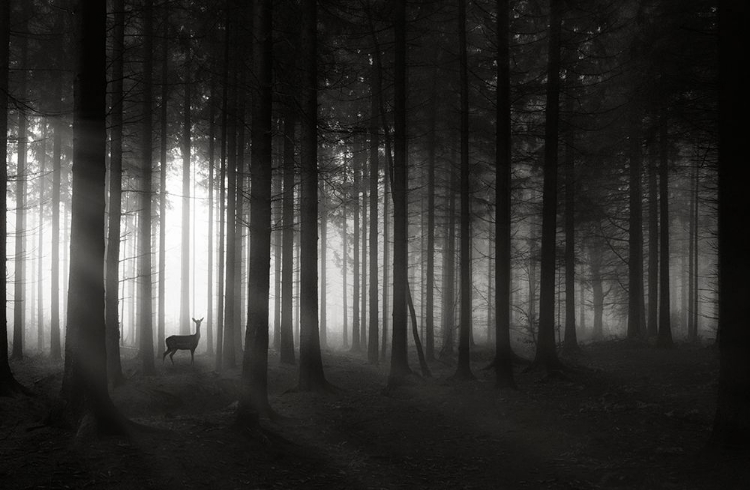 Picture of DEER`S MORNING