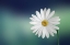 Picture of FLOWER