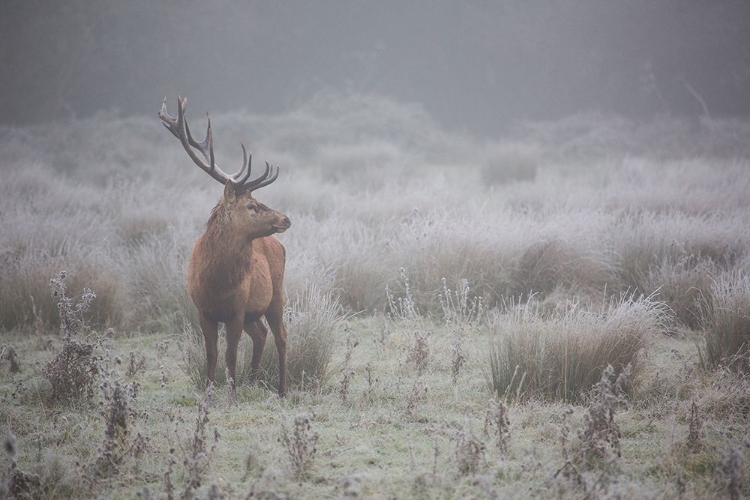 Picture of PRIDEFUL. DEER .