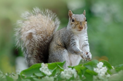 Picture of EASTERN GREY SQUIRREL