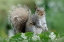 Picture of EASTERN GREY SQUIRREL