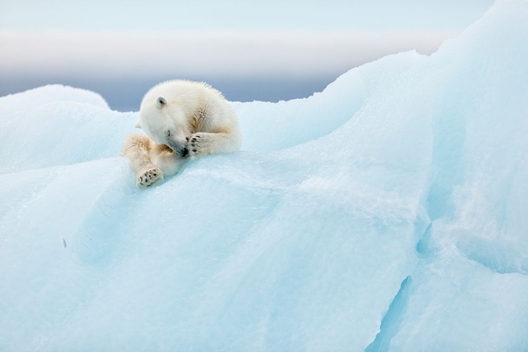 Picture of POLAR BEAR GROOMING