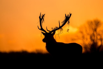 Picture of RED DEER STAG SILHOUETTE