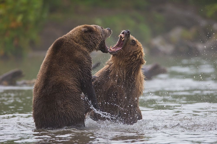 Picture of BEARS WAR