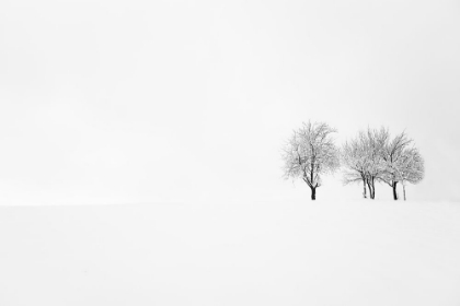 Picture of TREE AND SILENCE