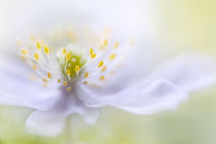 Picture of ANEMONE BEAUTY