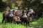 Picture of WILD BOAR FAMILY