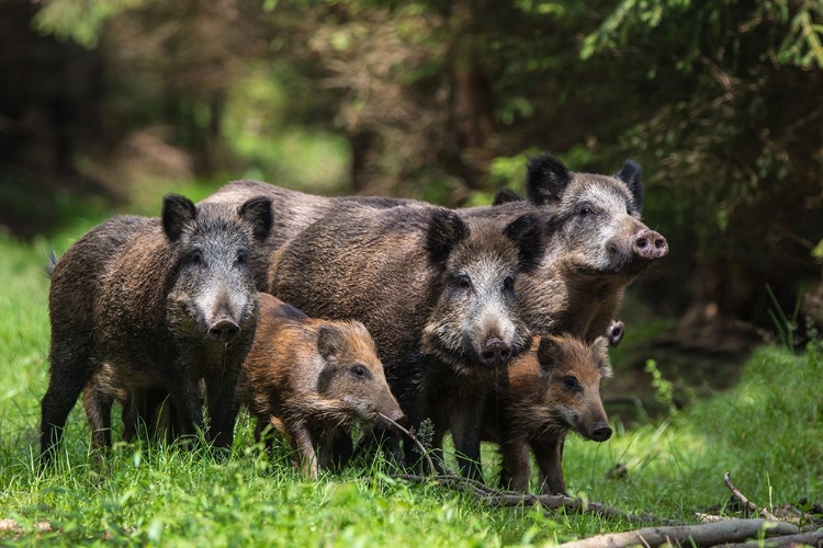 Picture of WILD BOAR FAMILY