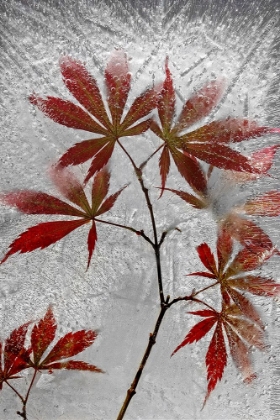 Picture of RED MAPLE