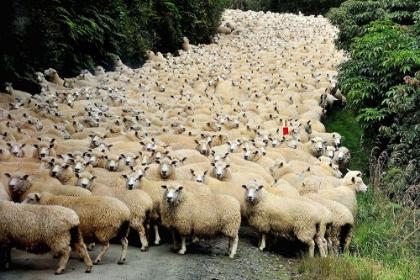 Picture of NEW ZEALAND TRAFFIC JAM