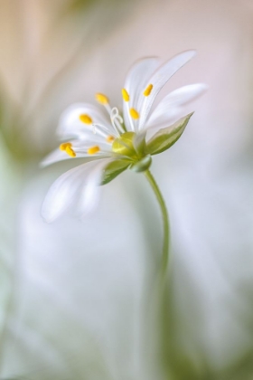 Picture of STITCHWORT SOFT