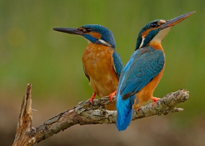 Picture of KINGFISHER (ALCEDO ATTHIS)