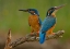 Picture of KINGFISHER (ALCEDO ATTHIS)