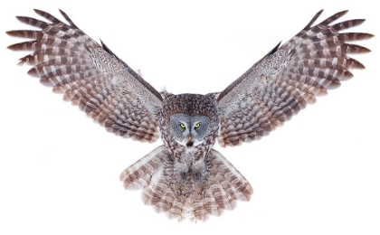 Picture of POWER - GREAT GREY OWL