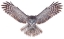 Picture of POWER - GREAT GREY OWL