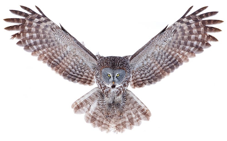 Picture of POWER - GREAT GREY OWL