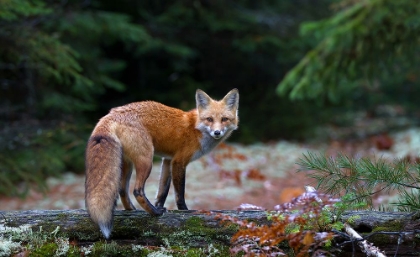 Picture of RED FOX IN ALGONQUIN PARK