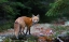 Picture of RED FOX IN ALGONQUIN PARK