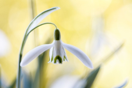 Picture of SNOWDROPS