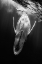 Picture of BLACK A WHALE