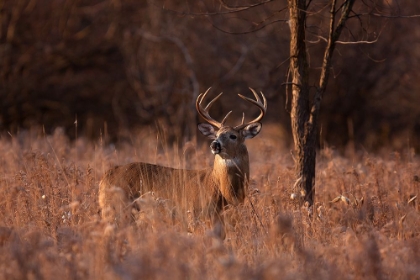 Picture of BASKING IN THE LIGHT - WHITE-TAILED BUCK