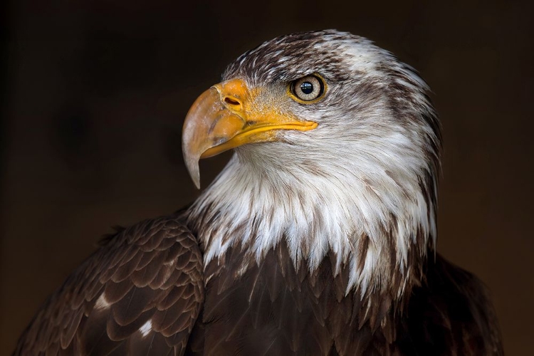 Picture of CAGED - BALD EAGLE
