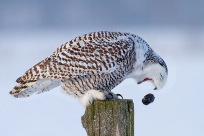 Picture of SNOWY OWL - COUGH IT UP BUDDY