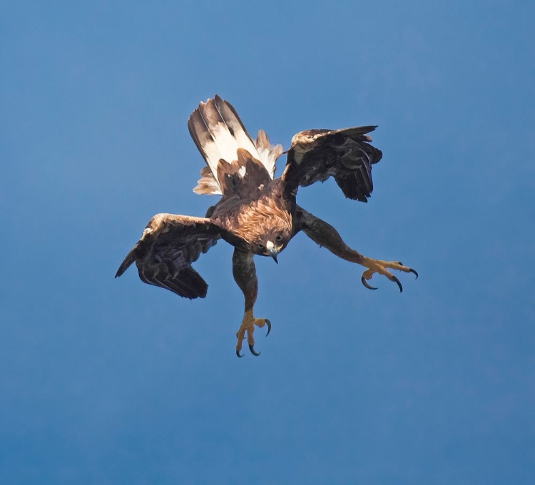 Picture of GOLDEN EAGLE