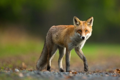Picture of RED FOX