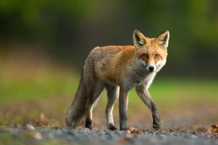 Picture of RED FOX