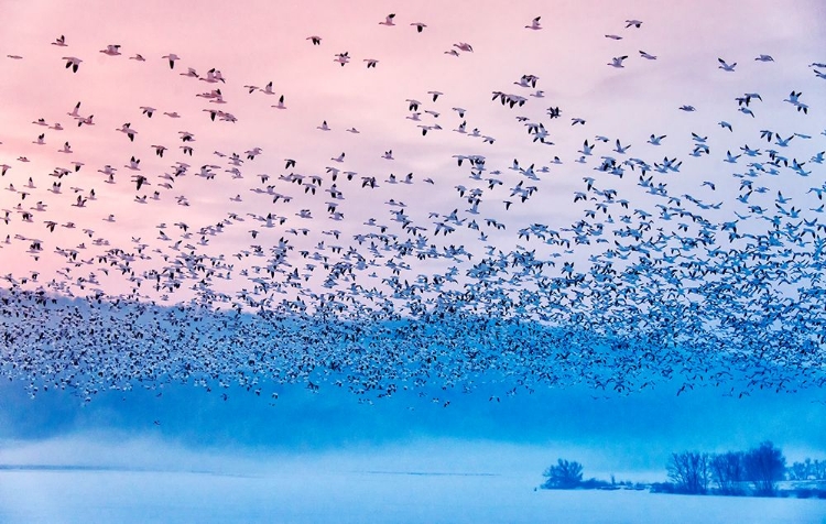 Picture of FLYING IN THE FOGGING MORNING