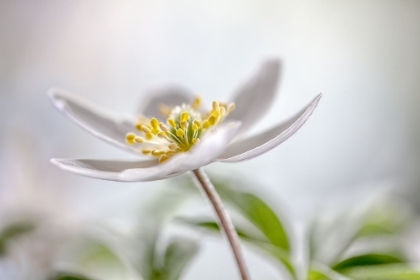 Picture of WOOD ANEMONE