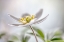 Picture of WOOD ANEMONE
