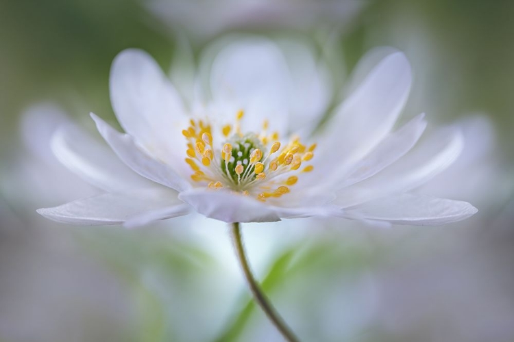 Picture of NEMOROSA NIRVANA