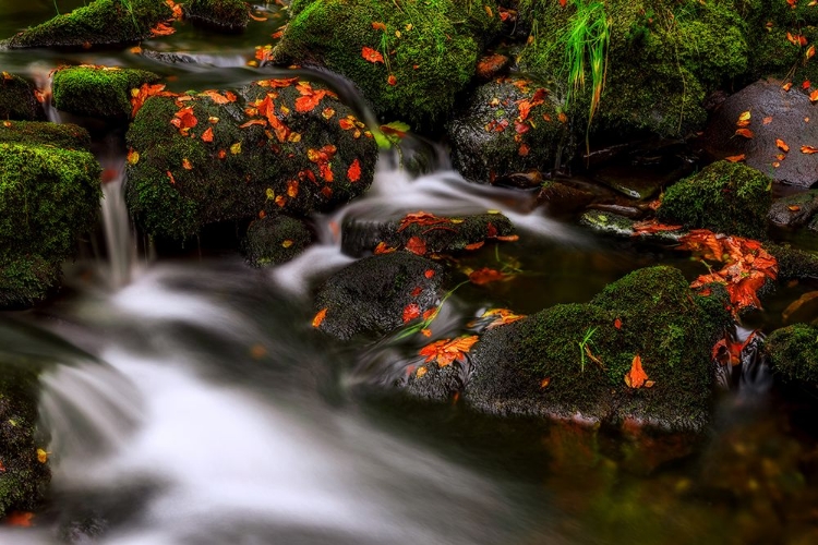 Picture of AUTUMN MELODIES