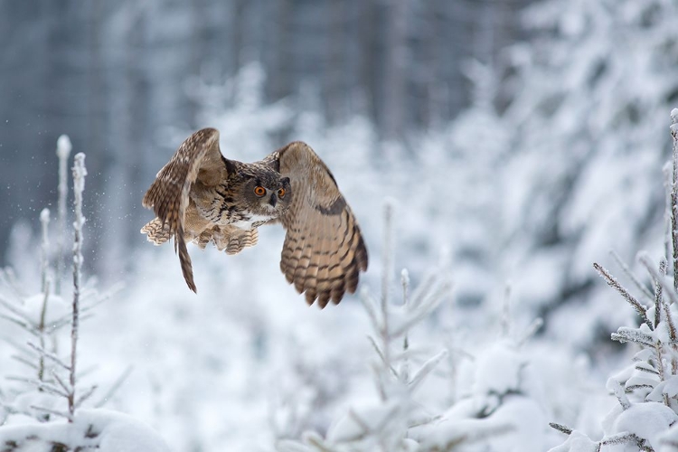 Picture of EURASIAN EAGLE-OWL